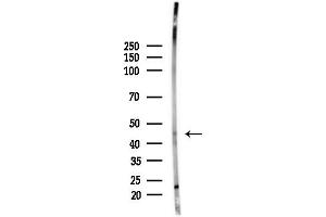 anti-POU Class 3 Homeobox 2 (POU3F2) (N-Term) antibody