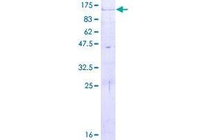 ADAM32 Protein (AA 1-787) (GST tag)