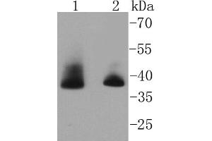 Lane 1: Hela, Lane 2: MCF-7 cell lysate probed with Aurora B (1G9) Monoclonal Antibody  at 1:1000 overnight at 4˚C. (Aurora Kinase B antibody)