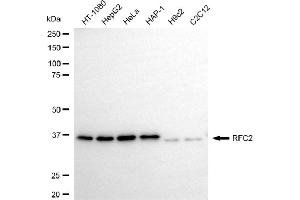 anti-Replication Factor C (Activator 1) 2, 40kDa (RFC2) antibody