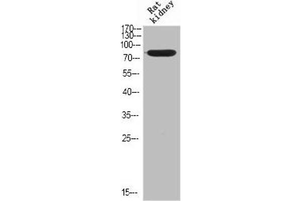 SLC5A3 antibody  (Internal Region)