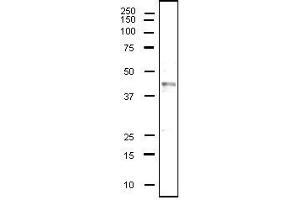 Western Blotting (WB) image for anti-CD40 (CD40) (Extracellular Domain) antibody (ABIN2451933) (CD40 antibody  (Extracellular Domain))