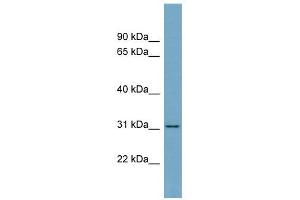 FGL1 antibody used at 1 ug/ml to detect target protein. (FGL1 antibody  (Middle Region))