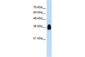 Western Blotting (WB) image for anti-Makorin Ring Finger Protein 1 (MKRN1) antibody (ABIN2462669) (MKRN1 antibody)