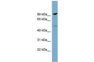 Image no. 1 for anti-Macrophage Receptor with Collagenous Structure (MARCO) (AA 71-120) antibody (ABIN6743071) (MARCO antibody  (AA 71-120))