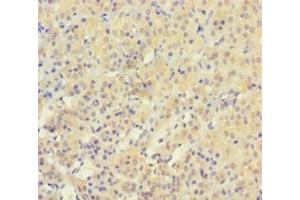 Immunohistochemistry of paraffin-embedded human adrenal gland tissue using ABIN7166358 at dilution of 1:100