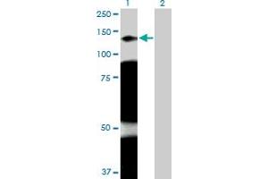Western Blot analysis of ARHGAP4 expression in transfected 293T cell line by ARHGAP4 MaxPab polyclonal antibody. (ARHGAP4 antibody  (AA 1-986))