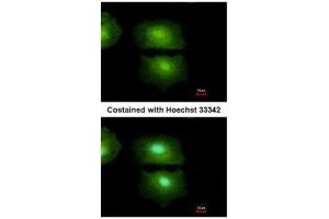 ICC/IF Image Immunofluorescence analysis of methanol-fixed A549, using IL16, antibody at 1:500 dilution. (IL16 antibody  (C-Term))