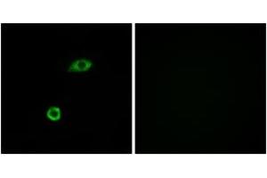 Immunofluorescence analysis of A549 cells, using OR1B1 Antibody. (OR1B1 antibody  (AA 161-210))