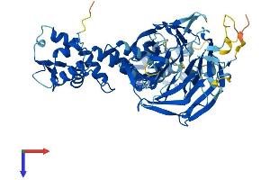 Kelch-Like 30 (KLHL30) (AA 1-581) protein (His tag)