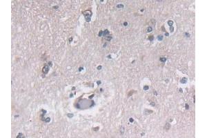 Detection of PON3 in Human Cerebrum Tissue using Polyclonal Antibody to Paraoxonase 3 (PON3) (PON3 antibody  (AA 2-354))