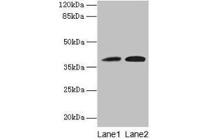 Western blot All lanes: KLHDC8A antibody at 0. (KLHDC8A antibody  (AA 1-350))