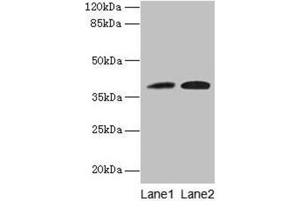 KLHDC8A anticorps  (AA 1-350)
