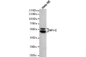 Western blot detection of NFIC in Hela NE cell lysates using NFIC mouse mAb (1:200 diluted). (NFIC antibody)