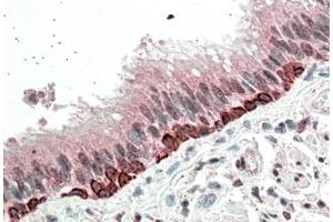 Immunohistochemistry (5μg/ml) staining of paraffin embedded Human Bronchus. (FOXI3 antibody  (Internal Region))
