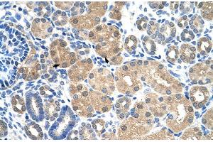 Human kidney (KEAP1 antibody  (C-Term))