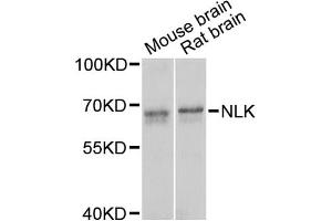 Western blot analysis of extracts of various cell lines, using NLK antibody (ABIN5971636) at 1/1000 dilution. (Nemo-Like Kinase antibody)