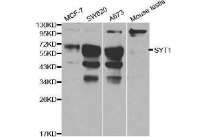 Western blot analysis of extracts of various cell lines, using SYT1 antibody. (SYT1 antibody  (AA 1-422))