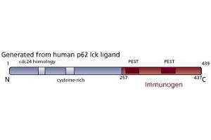 Image no. 1 for anti-p62 Lck Ligand (AA 257-437) antibody (ABIN968203) (p62 Lck Ligand (AA 257-437) antibody)