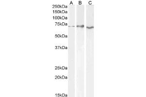 ABIN185357 (0. (Acetylcholinesterase antibody  (C-Term))