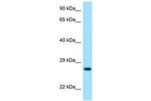 Image no. 1 for anti-Lysozyme G-Like 2 (LYG2) (AA 35-84) antibody (ABIN6748055) (LYG2 antibody  (AA 35-84))