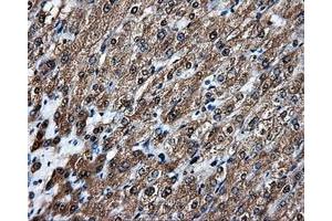 Image no. 4 for anti-Amyloid beta (A4) Precursor Protein (APP) antibody (ABIN1496876) (APP antibody)