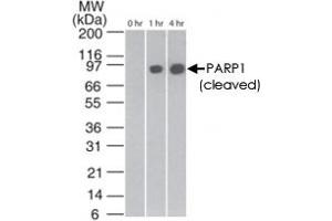 Western blot analysis of cleaved PARP1 in staurosporin-treated Jurkat cells at various time points, using PARP1 monoclonal antibody, clone 194C1439  at 2 ug/mL . (PARP1 antibody  (Cleavage Site))