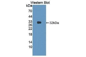 Western Blotting (WB) image for anti-Semaphorin 7A, GPI Membrane Anchor (John Milton Hagen Blood Group) (SEMA7A) (AA 318-566) antibody (ABIN1870746) (SEMA7A antibody  (AA 318-566))