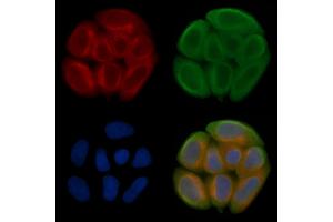 ABIN7095259 and ABIN7099316 staining Hela cells(45 min of heat-shock treatment) by IF/ICC. (OLFML1 antibody)