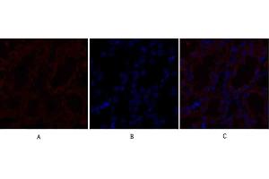 Immunofluorescence analysis of rat kidney tissue.