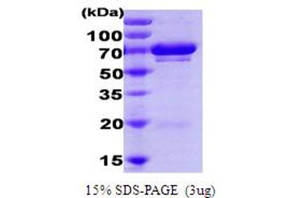 UBE2G2 Protein