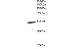 Image no. 1 for anti-Neutrophil Cytosol Factor 1 (NCF1) (C-Term) antibody (ABIN374079) (NCF1 antibody  (C-Term))