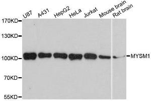Western blot analysis of extracts of various cell lines, using MYSM1 antibody. (MYSM1 antibody  (C-Term))