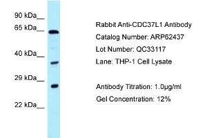 Western Blotting (WB) image for anti-Cell Division Cycle 37-Like 1 (CDC37L1) (C-Term) antibody (ABIN2789145) (CDC37L1 antibody  (C-Term))