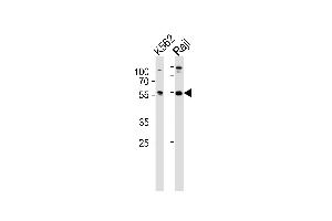 Western blot analysis of lysates from K562, Raji cell line (from left to right), using HCLS1 Antibody (C-term) (ABIN657959 and ABIN2846904).
