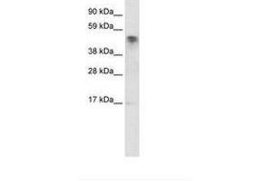 Image no. 1 for anti-Jumonji Domain Containing 5 (JMJD5) (C-Term) antibody (ABIN6735928)