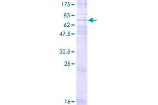 P2RY8 Protein (AA 1-359) (GST tag)