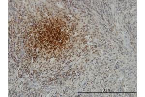 Immunoperoxidase of monoclonal antibody to SFTPD on formalin-fixed paraffin-embedded human spleen. (SFTPD antibody  (AA 21-375))