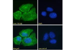Immunofluorescence (IF) image for anti-Cardiac Troponin I (TNNI3) (AA 117-127) antibody (ABIN1590057)