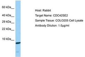 Image no. 1 for anti-CDC42 Small Effector 2 (CDC42SE2) (C-Term) antibody (ABIN6750169) (CDC42SE2 antibody  (C-Term))