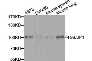 Western blot analysis of extracts of various cell lines, using RALBP1 antibody (ABIN5970488) at 1/500 dilution. (RALBP1 antibody)