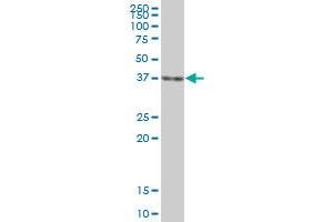DFFA MaxPab polyclonal antibody. (DFFA antibody  (AA 1-331))