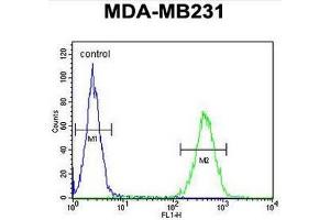 ST7 Antibody (Center) flow cytometric analysis of MDA-MB231 cells (right histogram) compared to a negative control cell (left histogram). (ST7 antibody  (Middle Region))
