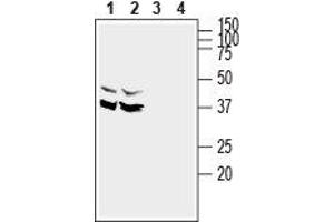 Western blot analysis of rat (lanes 1 and 3) and mouse (lanes 2 and 4) brain lysates: - 1,2. (SYNDIG1 antibody  (Intracellular, N-Term))