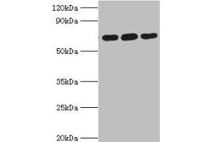 ATAD3A antibody  (AA 1-240)
