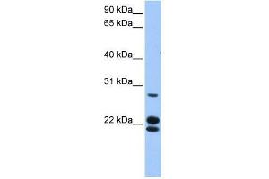 LOC732272 antibody used at 0. (LOC732272 antibody  (N-Term))