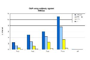 ChIP were performed using HeLa cells using H4K5ac Polyclonal Antibody. (Histone H4 antibody  (acLys5))