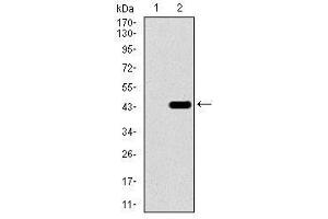 Image no. 2 for anti-T Brachyury Protein antibody (ABIN1491210)