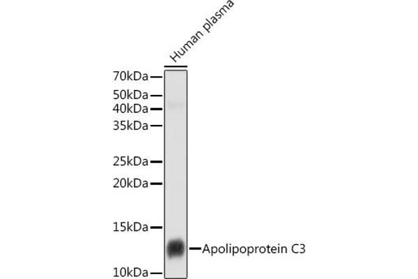 APOC3 antibody