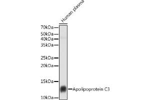 APOC3 Antikörper